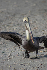 Pelican