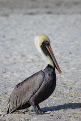 Looking Pelican