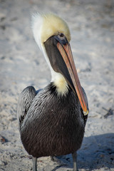 Relaxed Pelican