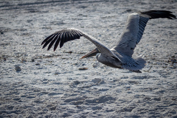 Flying Pelican