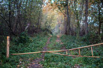 small narrow trail in the woods