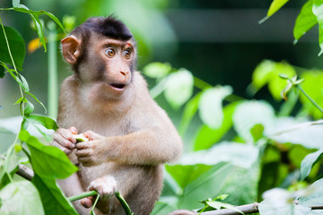 SABAH, MALAYSIAN BORNEO A young male macaque (Cercopithecidae). © Dave