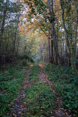small narrow trail in the woods