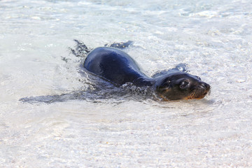 Galapagos sea lion playing in water on Espanola Island, Galapagos National park, Ecuador