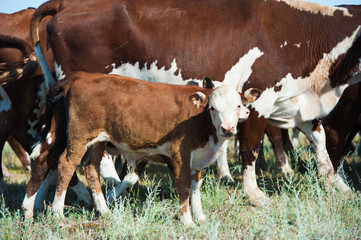 Cows grazing on pasture