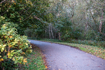 wet asphalt road in autumn forest