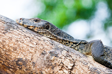 Kinabatangan, Malaysian Borneo. Malayan water monitor lizard in habitat.