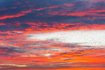 Spectacular starling mumuration at sunset