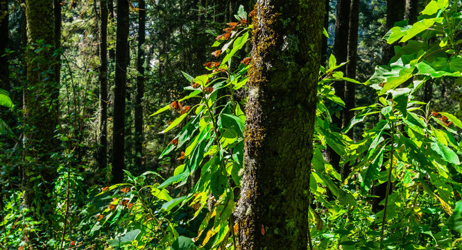 Mariposa Monarca en Michoac&aacute;n