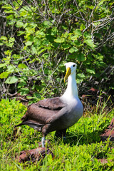 Waved albatross on Espanola Island, Galapagos National park, Ecuador