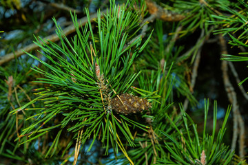 Pine cone on a branch. Young green closed pine cone on a pine tree in the wild nature in the forest. Pine cone close up. Soft selective focus.