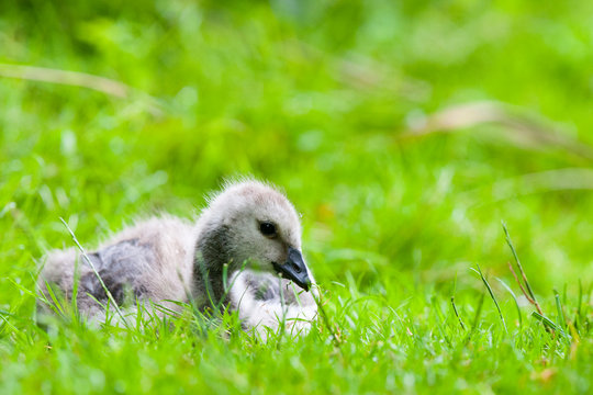 Norfolk, UK. Very young mute swan (Cygnus olor) on grass.