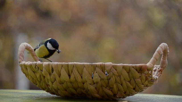 Autumn and birds flew into the feeder. Defocused autumn background