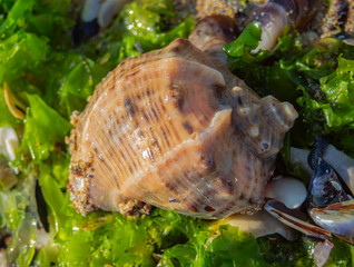 Sea still life. Seashell on green seaweed.