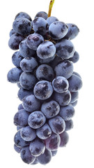 Ripe bunch of blue grapes