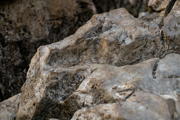 Roca