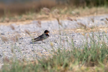 swallow bird.
