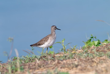 Sandpiper bird.