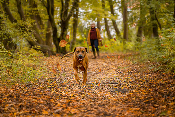  hunting dog walks in the autumn park