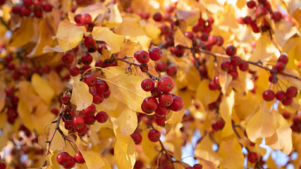 Apples are small, red on branches with autumn yellow leaves.