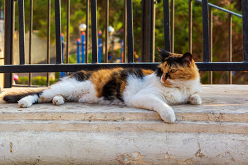 Cats of Malta - stray fluffy calico cat lying under the railing and lit by evening warm sunlight at Sliema promenade.