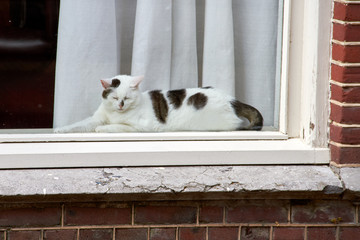 gato tumbado  detrás de una ventana