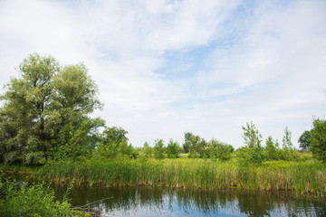 Summer landscape on the river bank