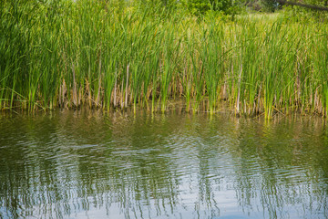 Obraz premium Summer landscape on the river bank