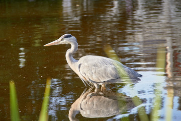 garza caminando por el agua 