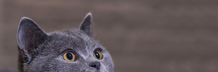 .beautiful gray British cat lies in a drawer and looks up close-up