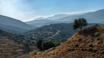 Single tree at Golan Heights
