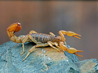 Side view of an Arizona stripe-tailed scorpion , Paravaejovis spinigerus, on a rock - obrazy, fototapety, plakaty