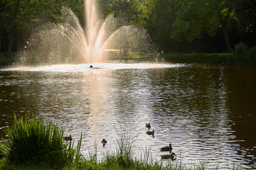 estanque con patos y fuente