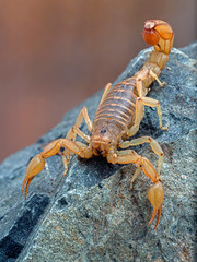 Dorsal view of a pretty Arizona stripe-tailed scorpion, Paravaejovis spinigerus, climbing on a rock