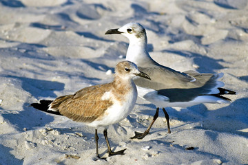 Seagulls at Florida Beach