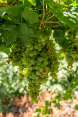 Fototapeta premium Green grapes close-up, Georgia
