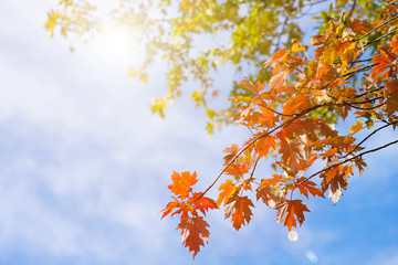 Autumn trees in a forest and clear blue sky with sun