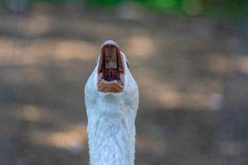Domestic goose looks funny doing funny faces, white head with orange beak, farm long neck animals...