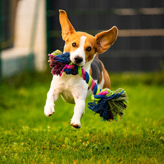 Beagle dog jumping and running with a toy towards the camera © Przemyslaw Iciak