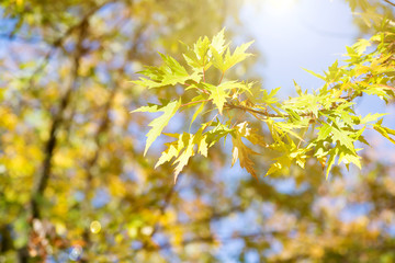 Autumn trees in a forest and clear blue sky with sun