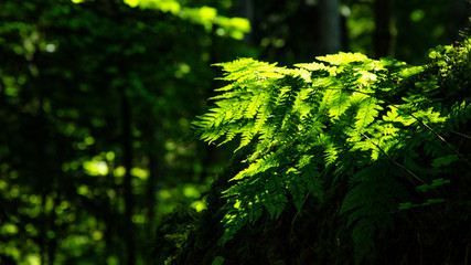 grünes frisches Farn im Wald, angeleuchtet von der Sonne