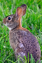 Rabbit Closeup