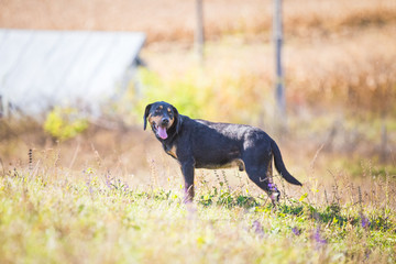 Happy adopted black dog on autumn field