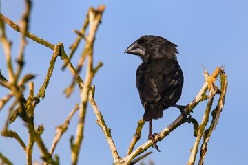 Large Cactus Finch on Espanola Island, Galapagos National park, Ecuador.