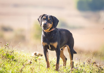 Happy adopted black dog on autumn field