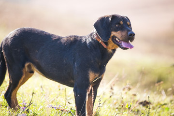 Happy adopted black dog on autumn field
