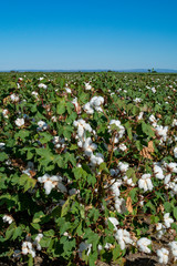 Plantations of organic fiber cotton plans with white buds ready for harvest
