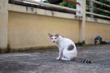 Cat sitting on the street