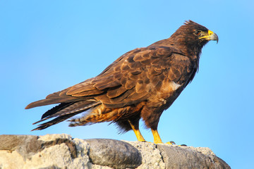 Galapagos hawk on Espanola Island, Galapagos National park, Ecuador