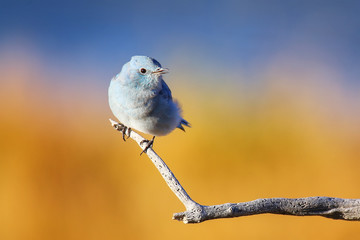 Male mountain bluebird sitting on a stick